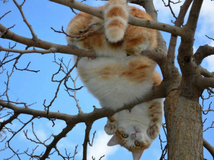 Spring Is The Season When Cats Fly Back From The South
