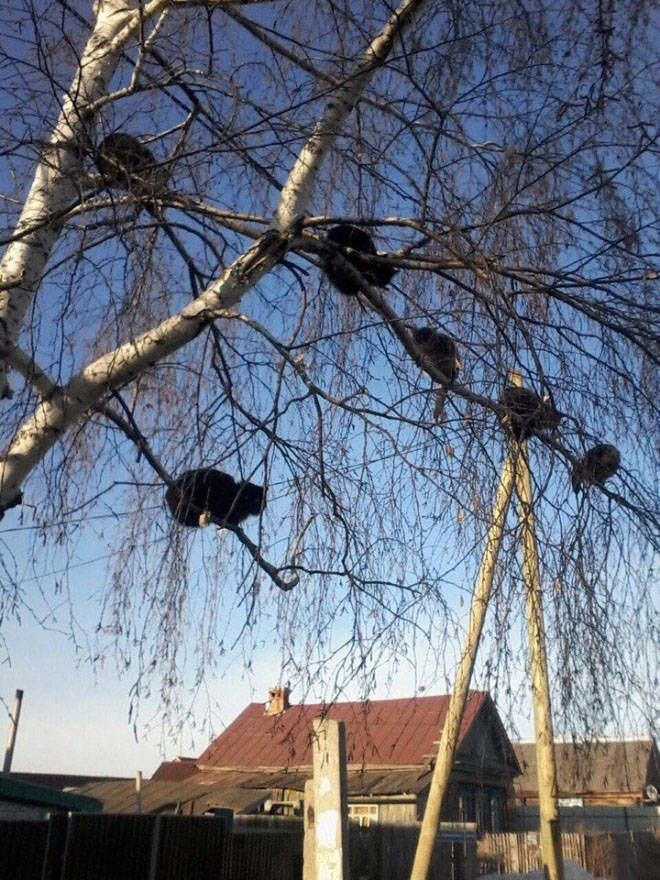 Spring Is The Season When Cats Fly Back From The South