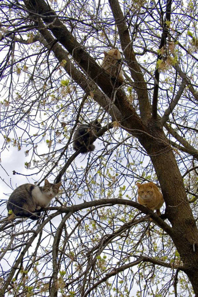 Spring Is The Season When Cats Fly Back From The South