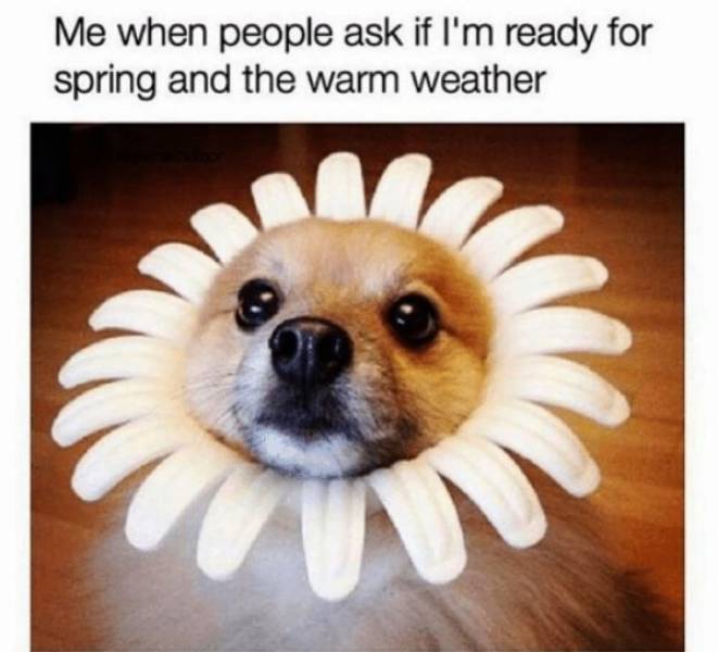 Spring Memes Are For Winter Haters Only
