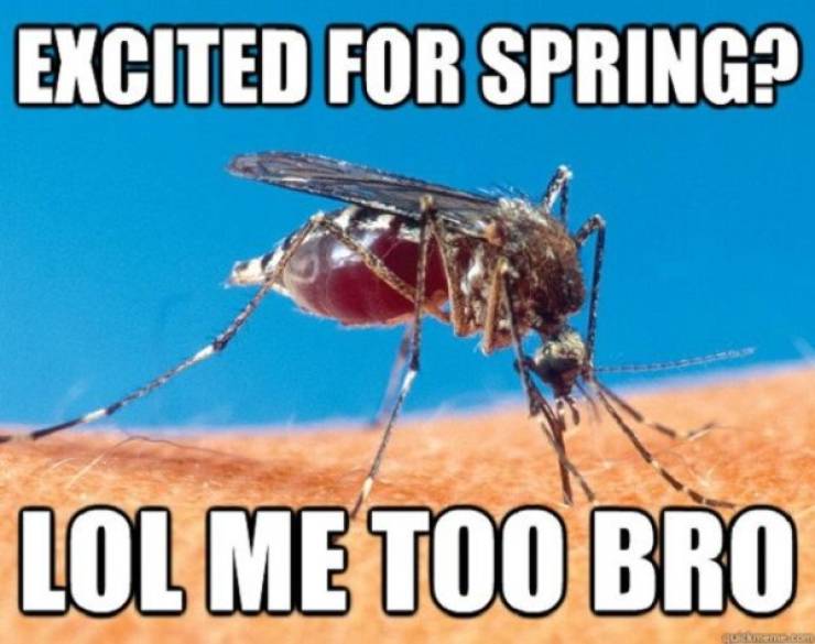 Spring Memes Are For Winter Haters Only