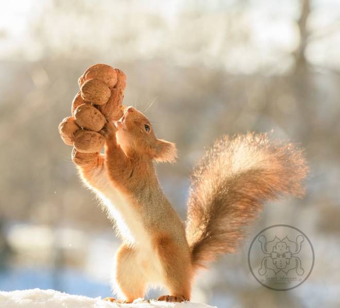 Photographer Becomes Best Friends With Squirrels