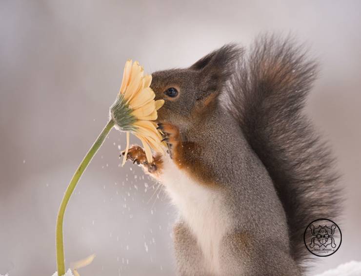 Photographer Becomes Best Friends With Squirrels