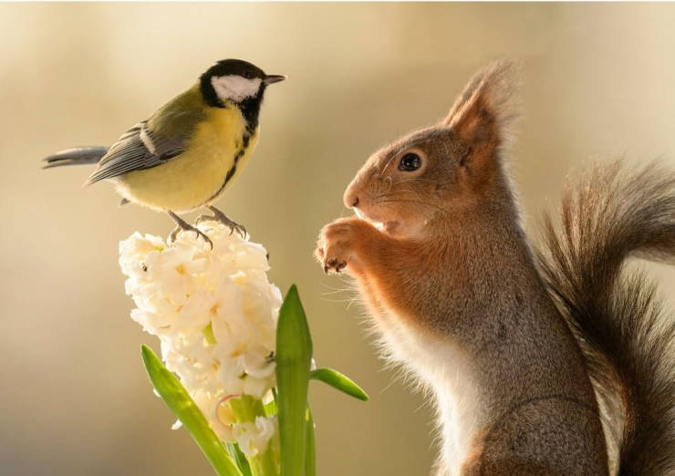 Photographer Becomes Best Friends With Squirrels