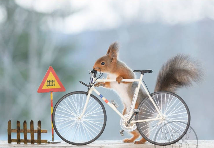 Photographer Becomes Best Friends With Squirrels