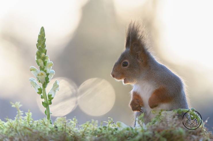 Photographer Becomes Best Friends With Squirrels