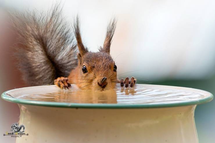 Photographer Becomes Best Friends With Squirrels