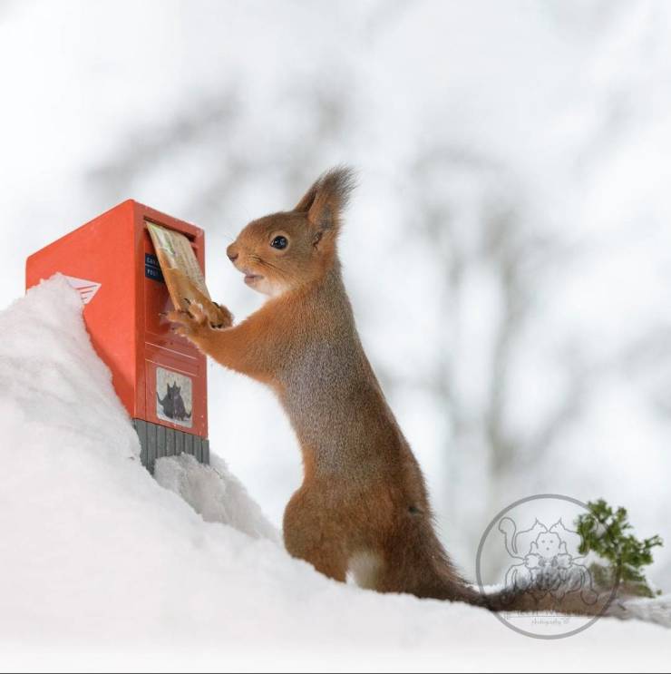 Photographer Becomes Best Friends With Squirrels