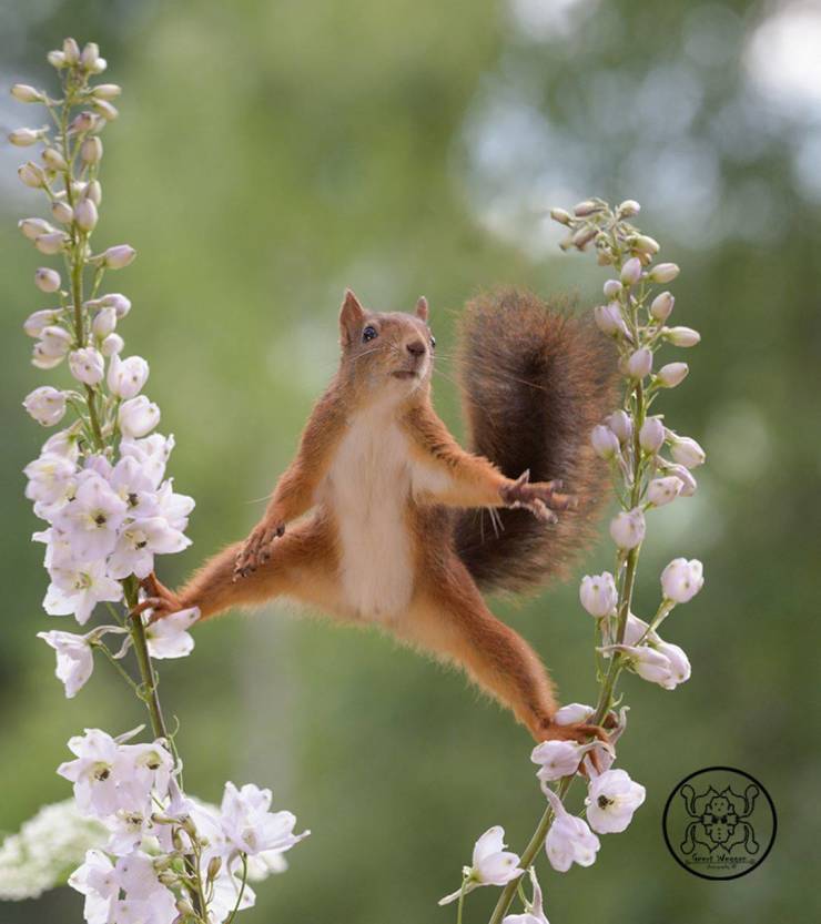 Photographer Becomes Best Friends With Squirrels