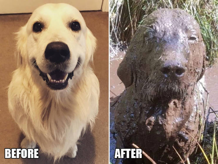 What Happens When You Let Your Dog Play In The Mud