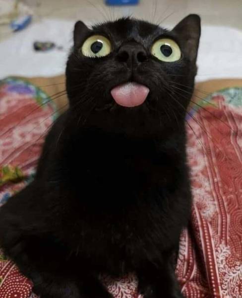 Black Cats Are Fantastic!