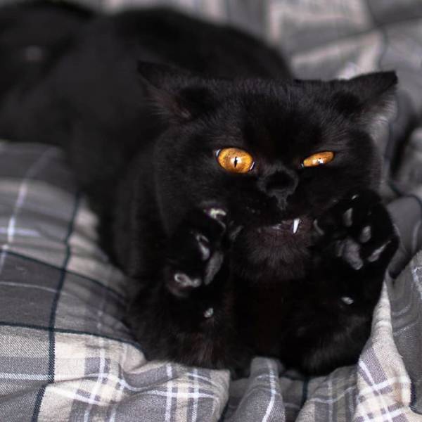 Black Cats Are Fantastic!