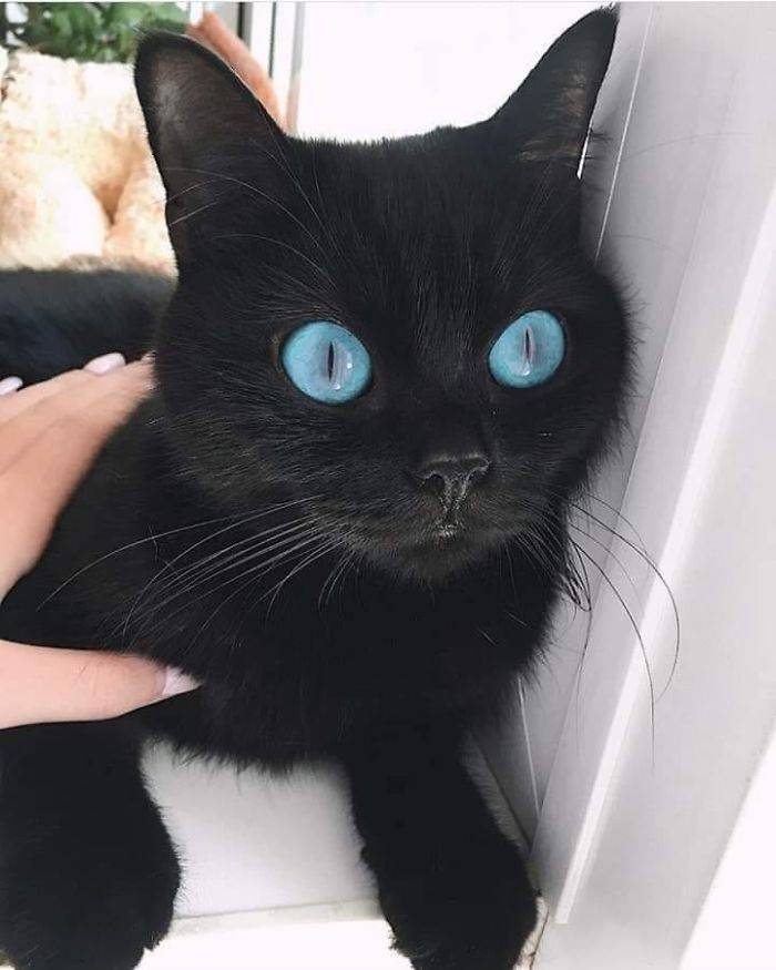 Black Cats Are Fantastic!