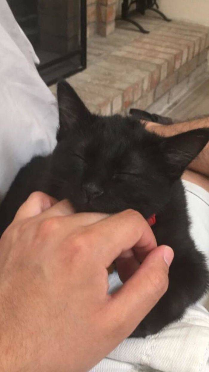 Black Cats Are Fantastic!