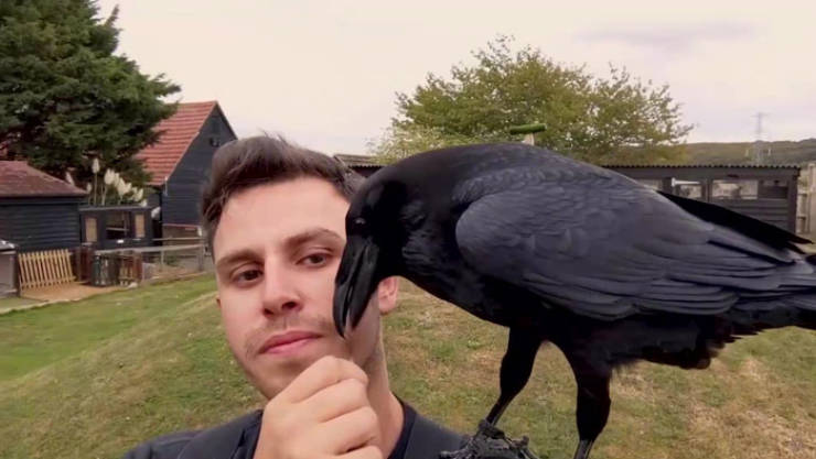 This Domesticated Raven Behaves Like He’s A Dog!