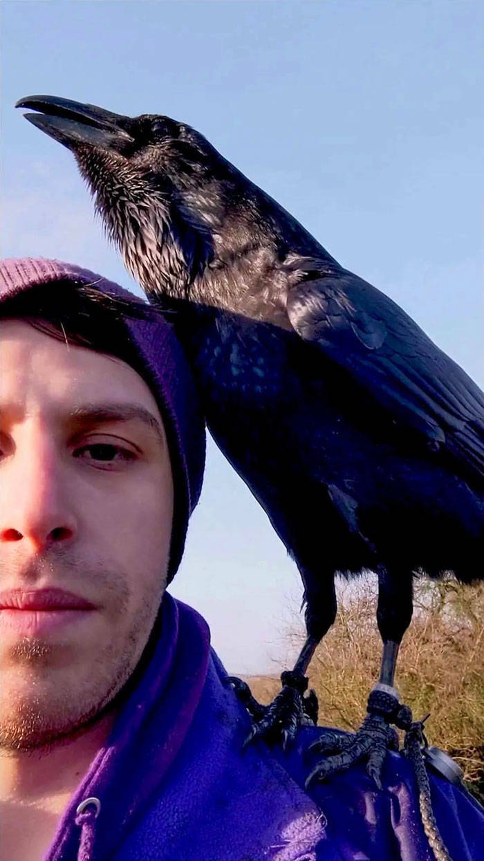 This Domesticated Raven Behaves Like He’s A Dog!