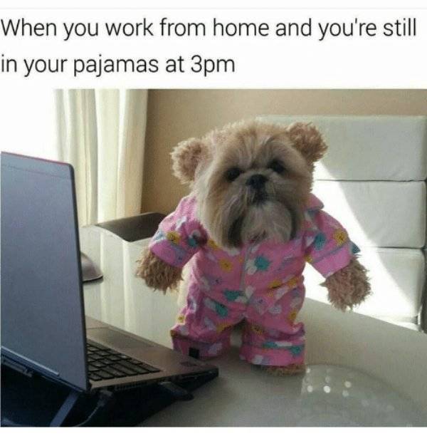 Memes Are Ready To Work From Home 34 Pics Izismile Com