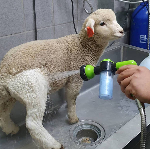 Have You Ever Seen A Sheep Being Washed? This Korean Café Will Show You Just That