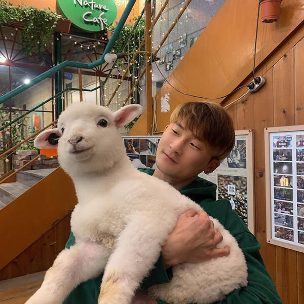 Have You Ever Seen A Sheep Being Washed? This Korean Café Will Show You Just That