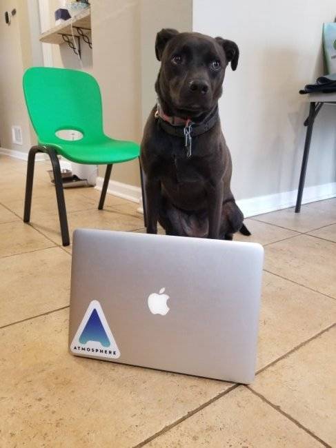Pets Are Ready To Work From Home During Quarantine!