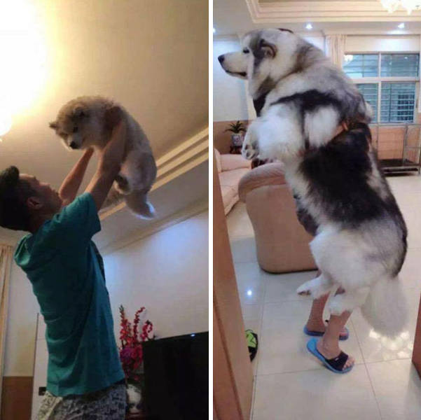 Alaskan Malamutes Are Hilarious!