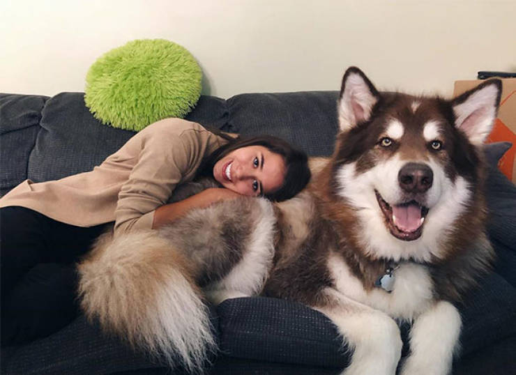 Alaskan Malamutes Are Hilarious!