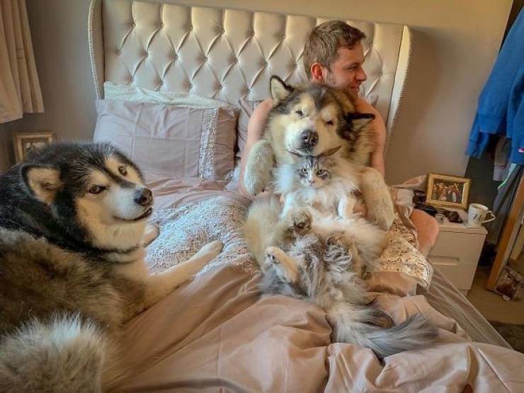 Alaskan Malamutes Are Hilarious!