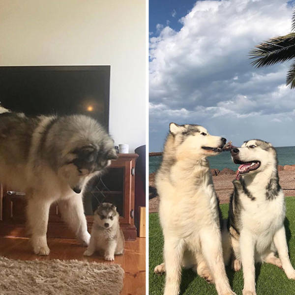 Alaskan Malamutes Are Hilarious!