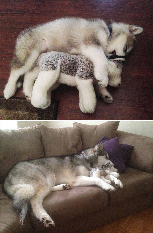 Alaskan Malamutes Are Hilarious!