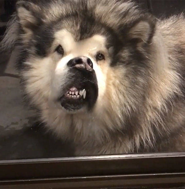 Alaskan Malamutes Are Hilarious!