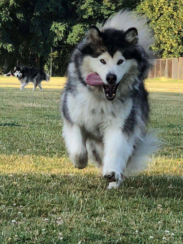 Alaskan Malamutes Are Hilarious!