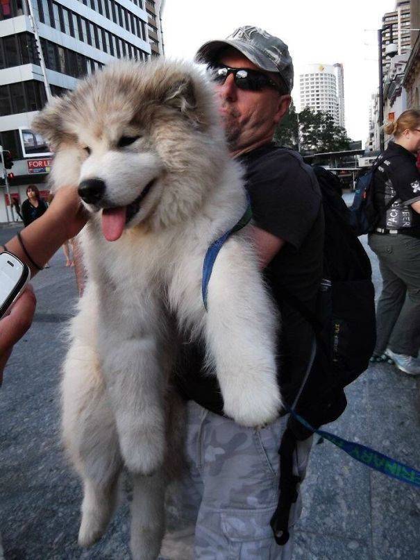 Alaskan Malamutes Are Hilarious!