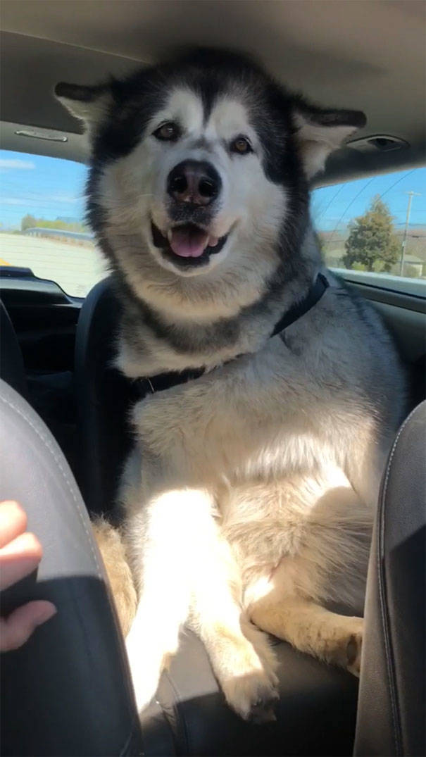 Alaskan Malamutes Are Hilarious!