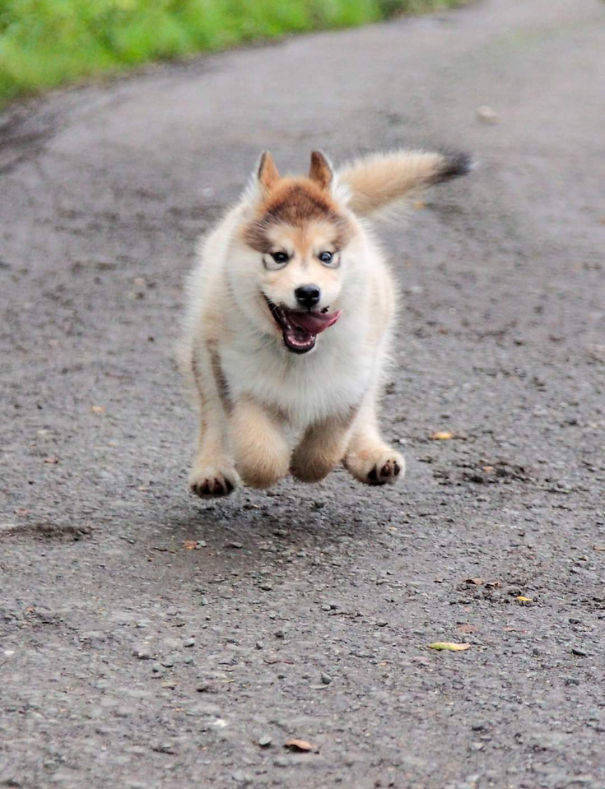 Alaskan Malamutes Are Hilarious!