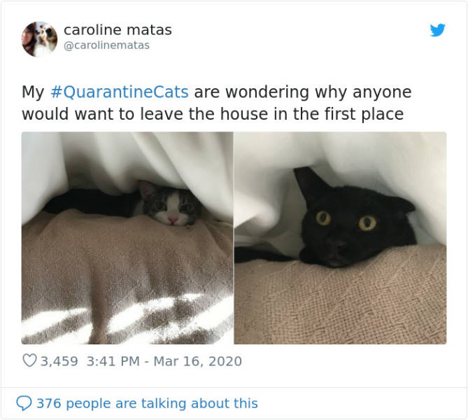 Cats Absolutely Love Quarantine!