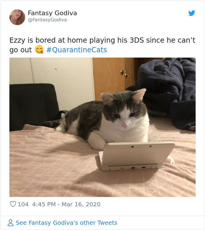 Cats Absolutely Love Quarantine!