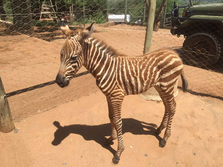 Conservation Workers Use A Special Trick That Allows Them To Take Care Of Baby Zebras
