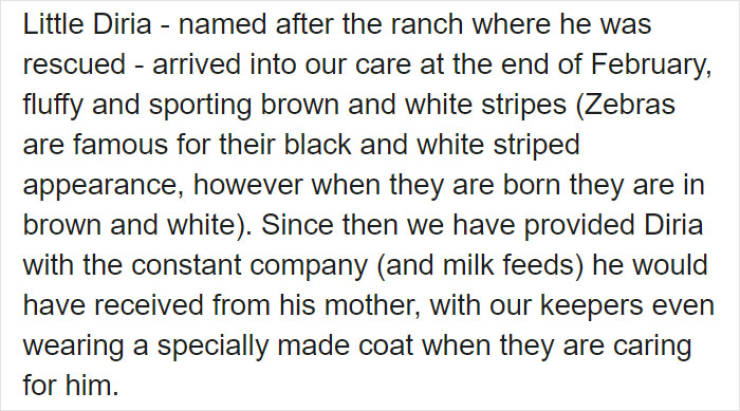 Conservation Workers Use A Special Trick That Allows Them To Take Care Of Baby Zebras