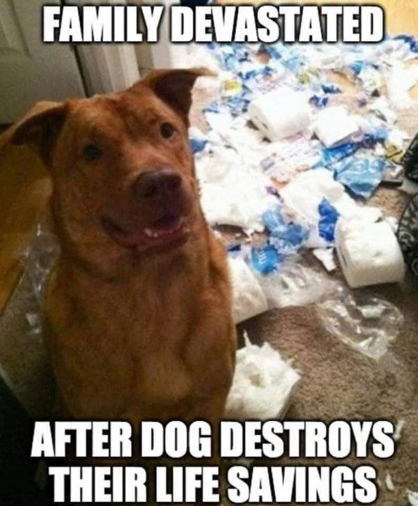 Not Enough Toilet Paper, But Plenty Of Memes! Not Enough Toilet Paper, But Plenty Of Memes!