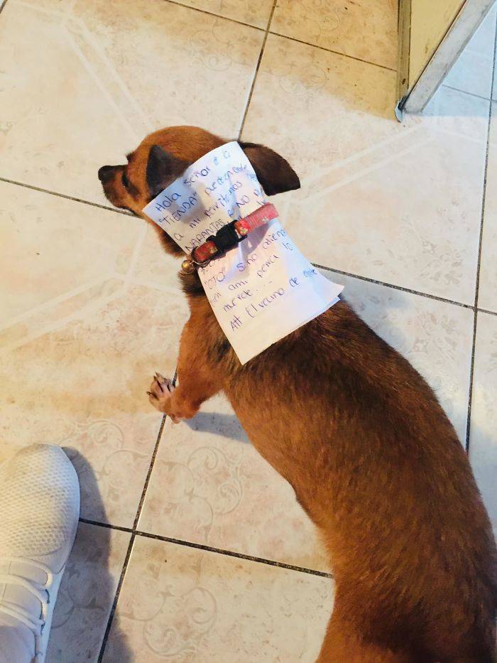 Quarantined Guy Sends His Dog On A Very Important Mission…