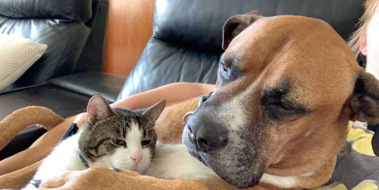 Who Said Cats And Dogs Are Enemies?