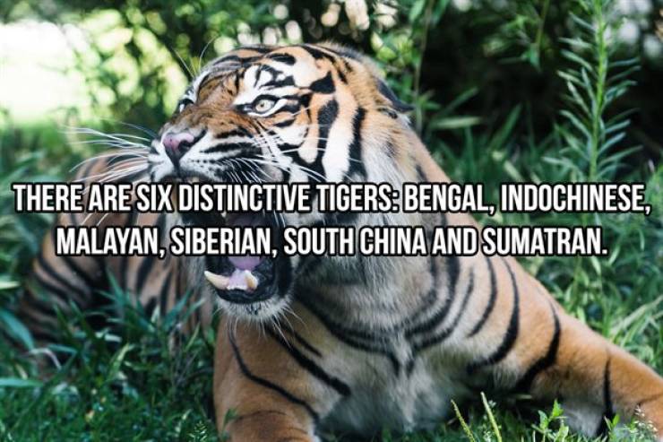 Striped And Cuddly Facts About Tigers