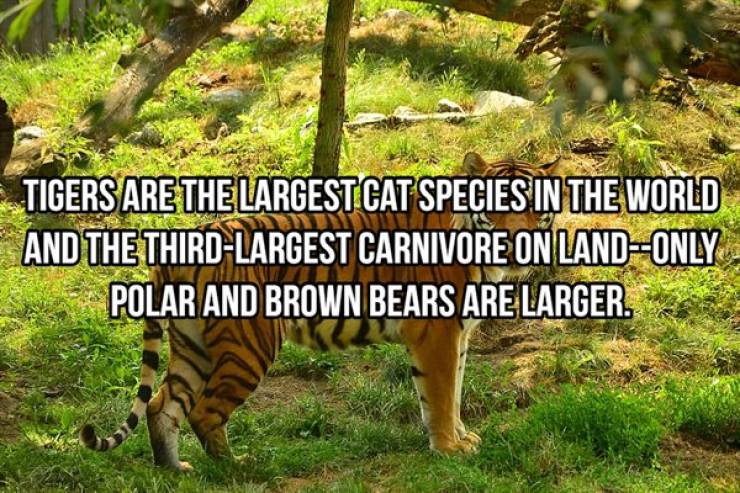 Striped And Cuddly Facts About Tigers
