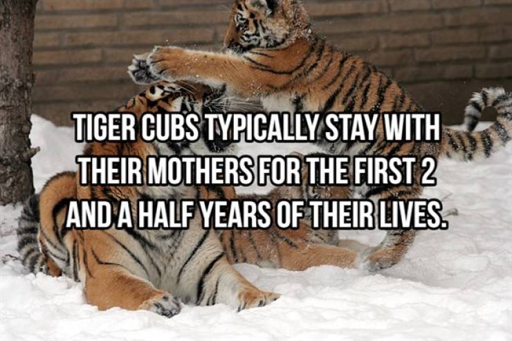 Striped And Cuddly Facts About Tigers