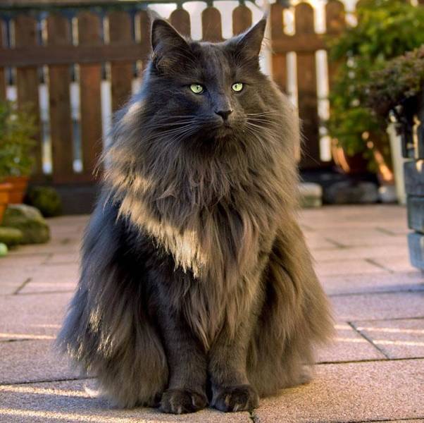 You Can’t Resist These Cat Breeds!