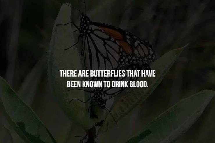 Some Creepy Facts For You To Read In The Dark