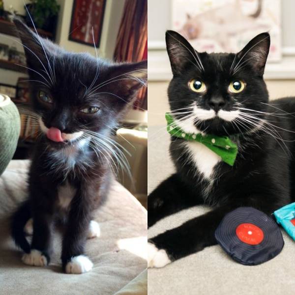 You Really Need Some Adopted Pet Photos Right Now