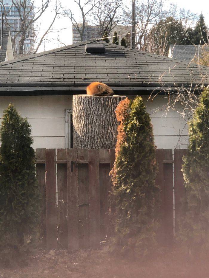 If You Need Something To Cheer You Up During Quarantine, Here’s A Fox Sleeping On A Tree Stump