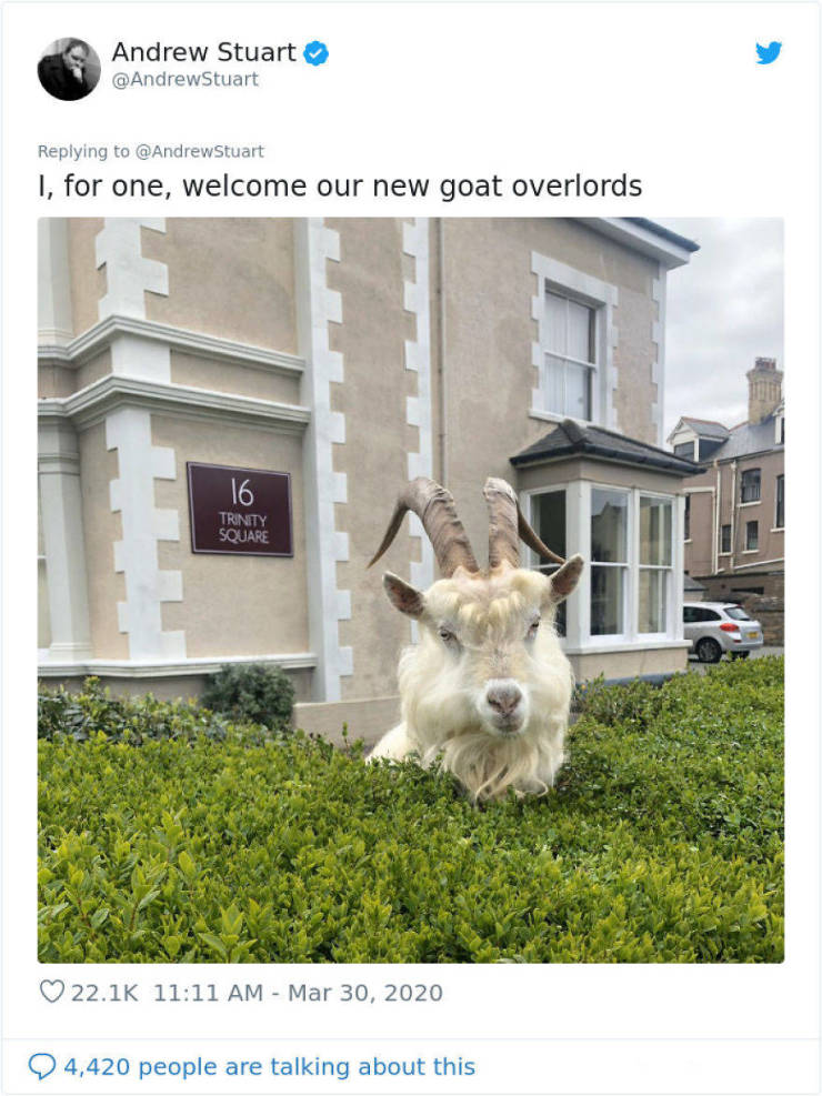 Wild Goats Own This Welsh City Now!