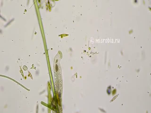 This Is A Ciliate-Eat-Ciliate World…